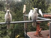 Top Donvale