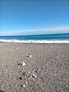 Top Roseto Capo Spulico