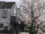 sakurakan sakurakan