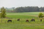 Top Połchowo