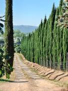 Top Rapolano Terme