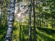 Top Wojaszówka Top Wojaszówka