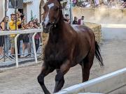 Top Ronciglione