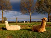 Luxe Finse Kota met Jacuzzi en SaunaBarrel de Zandhoef