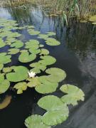 Top Dunavăţu de Jos Top Dunavăţu de Jos