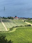 Top Dolní Věstonice