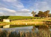 Peaceful 4-Bedroom Vineyard Retreat in Hahndorf