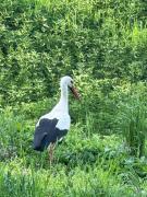 Top Fertőrákos Top Fertőrákos