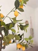 Top Campofelice di Roccella