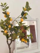 Top Campofelice di Roccella