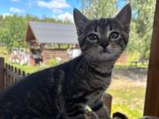 Top Przykona Top Przykona