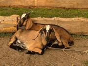 Top Przykona Top Przykona