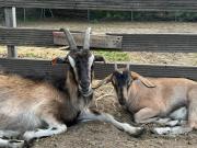 Top Przykona Top Przykona