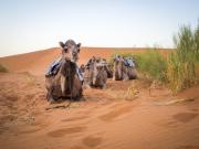 Top Merzouga