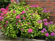 Ferienwohnung Deichgraf