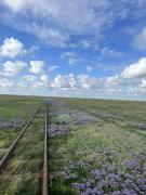 Top Langeneß Top Langeneß