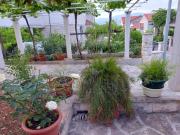 Apartman Veronika A - The beauty of hibiscuses