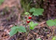 Top Koczała Top Koczała