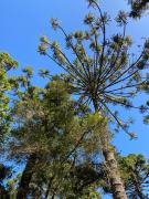 Espaço arborizado com Casa e Chalé em bairro nobre de Monte Verde