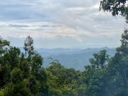 Pine and Fern Resthouse
