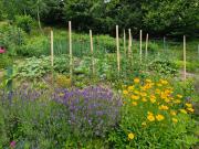 Yellow house Javornik