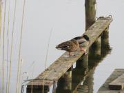 Top Rheinsberg Top Rheinsberg