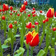 ยูโฮม หนองแฟบ