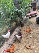 maison entière entrée forêt Ste Baume