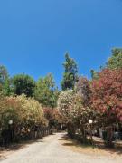 Top Rossano
