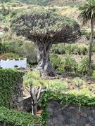 Top Icod de los Vinos