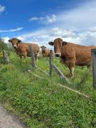 Top Saint-Laurent-dʼOlt