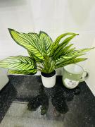 Top Ấp Tân Bình (2)