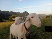 Top Sromowce Wyżne Top Sromowce Wyżne