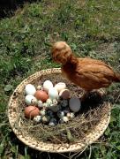 Top Sromowce Wyżne Top Sromowce Wyżne