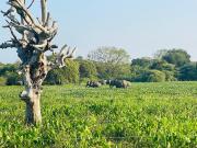 Bundala Forest Villa