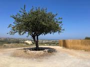 Top Ágios Geórgios