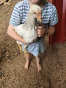 Top Fornos de Algodres