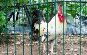 Top Mareno di Piave