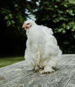 Pippin Cottage at Cann Orchard