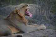 Top Hoedspruit
