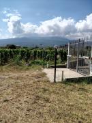 Top Randazzo Top Randazzo