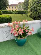 Top Galleno