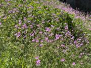 The White House Eco Lodge