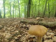 Top Szwecja Top Szwecja