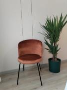 Top Mestre Top Mestre