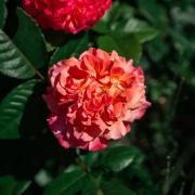 Top Lusigny-sur-Barse