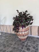 Top Riola Sardo