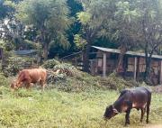 Top Escamequita Top Escamequita