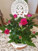 Top Villalfonsina Top Villalfonsina