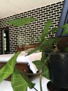 Ella Rawana Resort